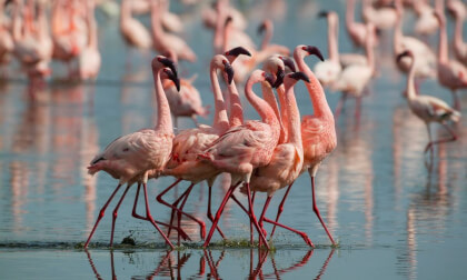 Flamingos! Flamingos!