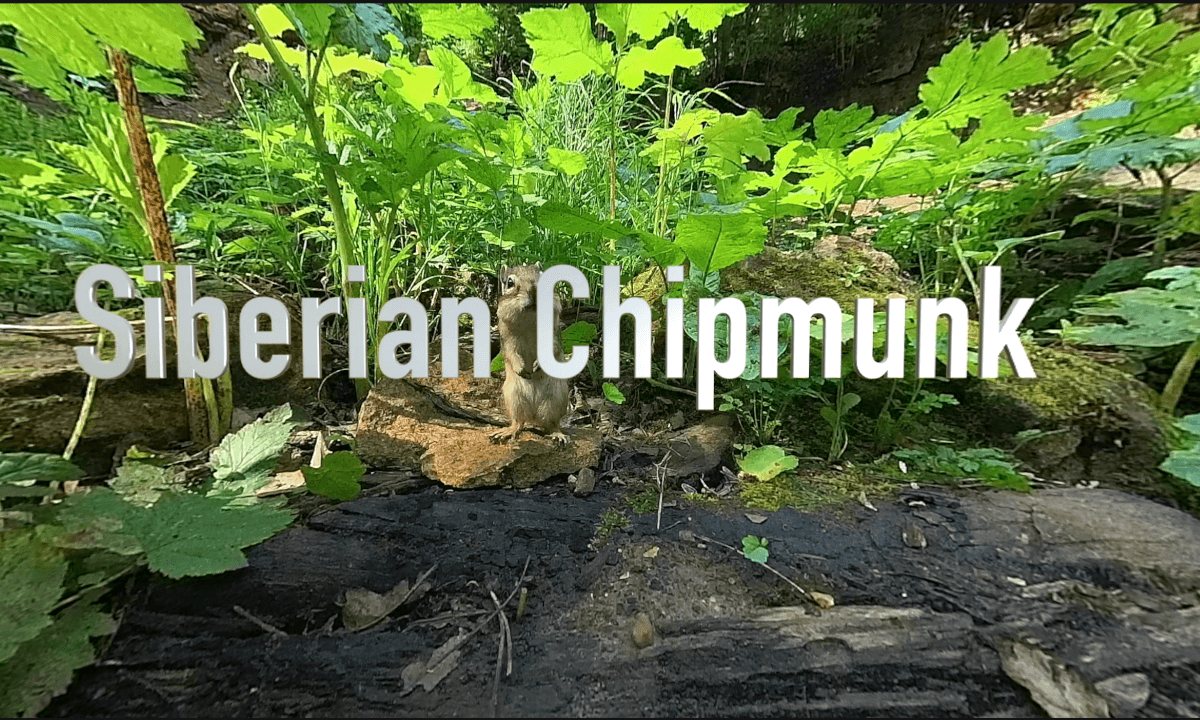 Episode 1 - Siberian Chipmunks