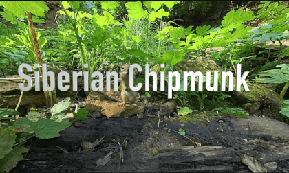 Episode 1 - Siberian Chipmunks