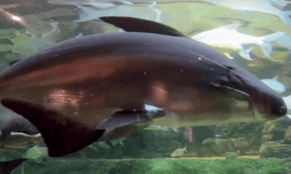 「アクアトト岐阜 VR180/3D体験」へようこそ!(ショートバージョン) VR Video 「アクアトト岐阜 VR180/3D体験」へようこそ!(ショートバージョン) VR