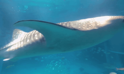 大阪海遊館の魅力をVRで体験!【VR180/3Dツアー】 VR Video 大阪海遊館の魅力をVRで体験!【VR180/3Dツアー】 VR