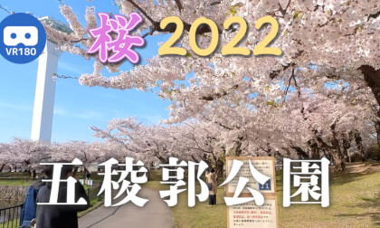 [VR180] Cherry Blossoms in Goryokaku Park, Hakodate 2022