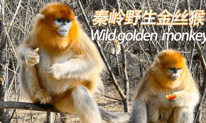 VR contact with wild golden monkeys