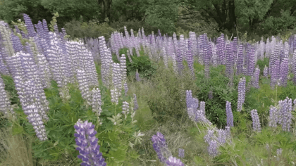 lupins_2d180 VR Video lupins_2d180 VR