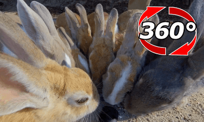 [360 Video] Watch your step! Bunnies crowding.