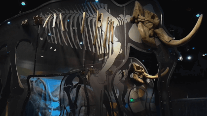 Western Science Center Main Hall Flat 3D Western Science Center Main Hall Flat 3D