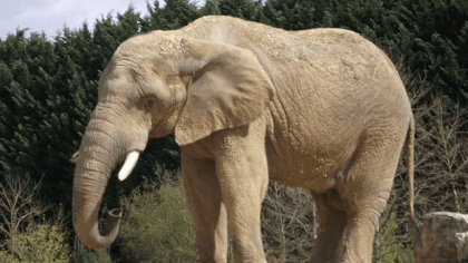 elephant elephant