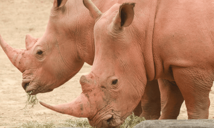 a nice rhino view