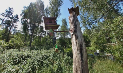 Birdsnest in the woods_injected