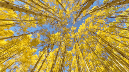 Fall Color Aspens VR Video Fall Color Aspens VR