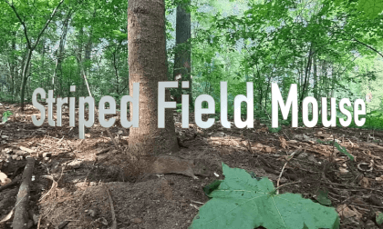 Episode 2 - Striped Field Mouse