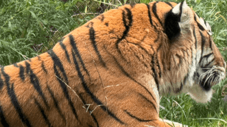 Woodland Park Zoo, Seattle-VR180 3D