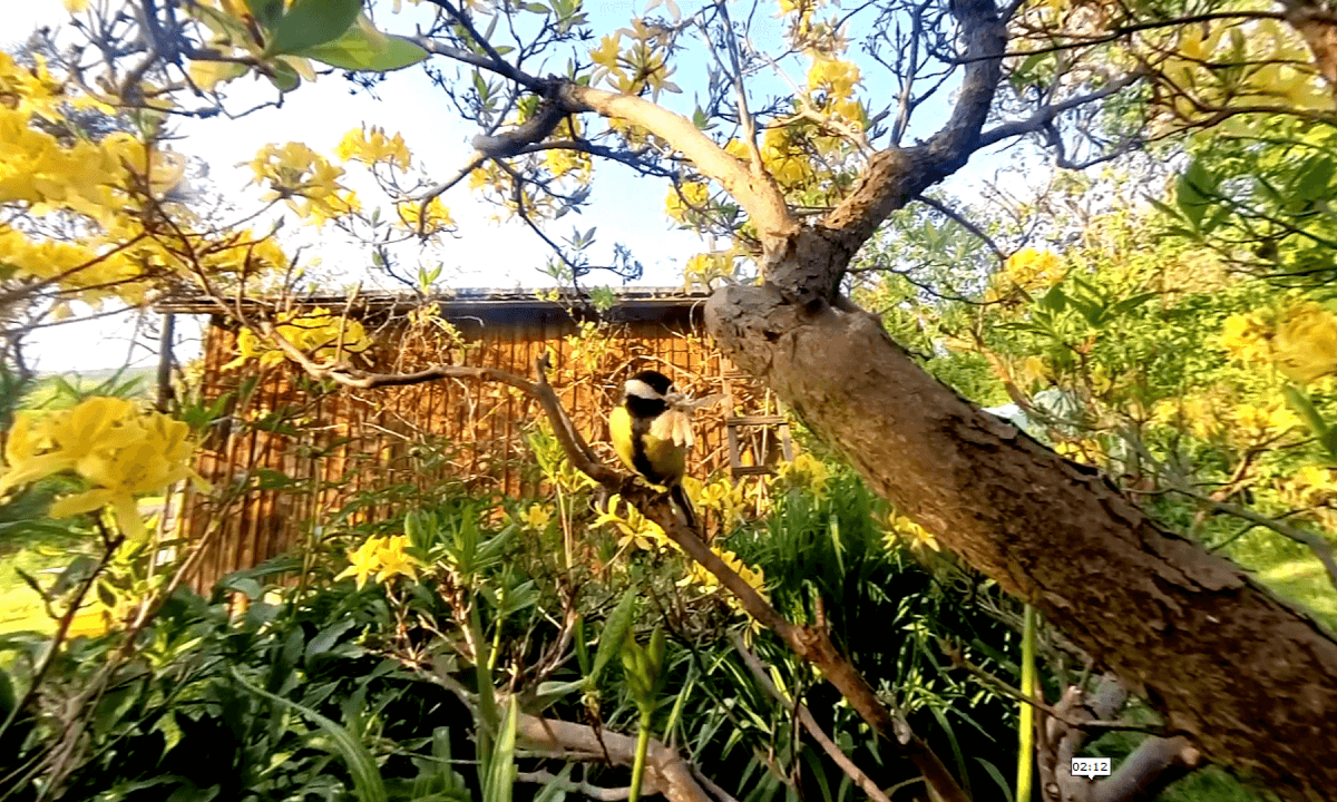 🐦 Sikorka bogatka na Azalii 🍃 to piękny widok. Ptak siedzi na gałęzi krzewu wypatrując piskląt