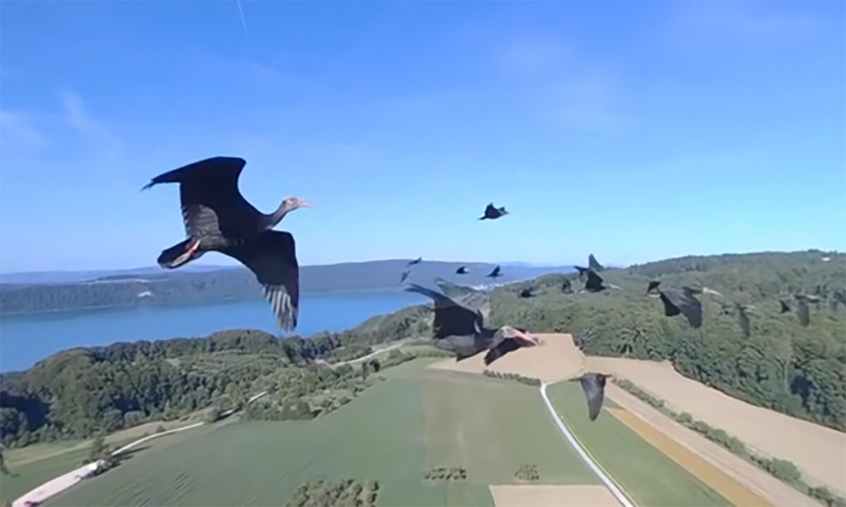 Fliegen Sie inmitten von Voegeln ueber den Bodensee