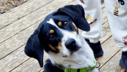 Meet Mabel, An Adoptable PAW Dog! VR Video Meet Mabel, An Adoptable PAW Dog! VR