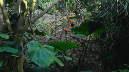 Parker Aviary, San Diego Zoo 2023 Flat 3D VR Video Parker Aviary, San Diego Zoo 2023 Flat 3D VR