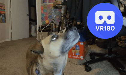 My dog destroys a platypus toy in VR180 5.7k 3D VR Video My dog destroys a platypus toy in VR180 5.7k 3D VR