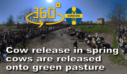 Pasture release, also called cow release