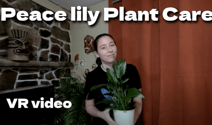 Peace lily Plant Care, VR video