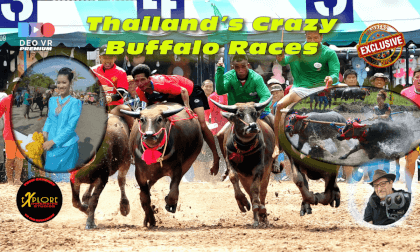 Thailands Crazy Buffalo Races Thailands Crazy Buffalo Races