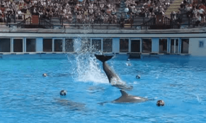 PARC ASTERIX FRANCE (SPECTACLE DAUPHINS) 2011 PARC ASTERIX FRANCE (SPECTACLE DAUPHINS) 2011
