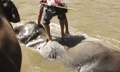 THAILANDE (BAIGNADE D'ELEPHANTS) 2011