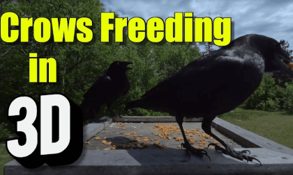 Crows feeding on peanuts