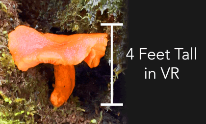 Macro 3D Mushrooms VR180 - Part 1