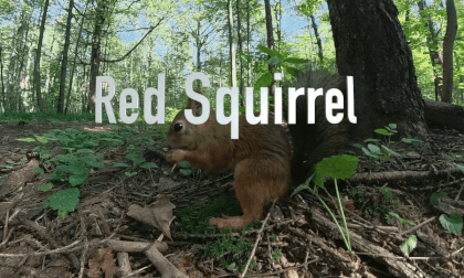 Episode 3 - Red Squirrel Episode 3 - Red Squirrel