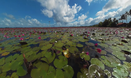 Kerala's Water Lilies VR Video Kerala's Water Lilies VR