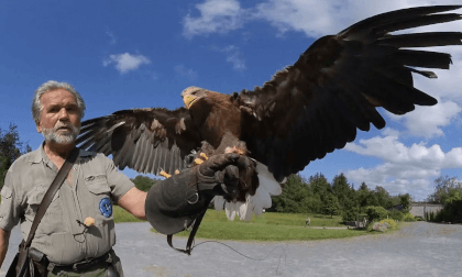 Birds of Prey Up Close Eagles Flying Ireland VR180 VR Video Birds of Prey Up Close Eagles Flying Ireland VR180 VR