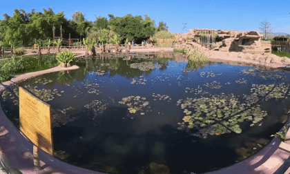 AGADIR MAROC CROCOPARK 1 29.01.24 VR Video AGADIR MAROC CROCOPARK 1 29.01.24 VR