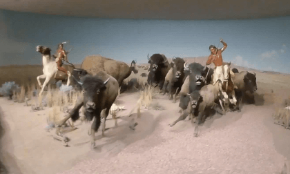Indian Buffalo exhibit. Milwaukee Public Museum Indian Buffalo exhibit. Milwaukee Public Museum