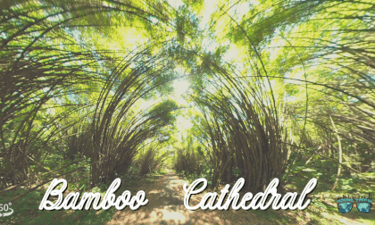 Bamboo Cathedral Trinidad VR Video Bamboo Cathedral Trinidad VR