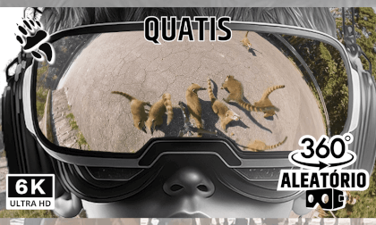 Realidade Virtual na Serra: Conheça os Quatis em 360°! VR Video Realidade Virtual na Serra: Conheça os Quatis em 360°! VR