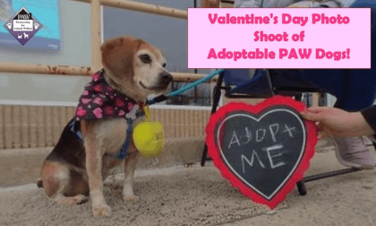 Valentine’s Day Photo Shoot of Adoptable PAW Dogs February 2024 3D 180 VR Valentine’s Day Photo Shoot of Adoptable PAW Dogs February 2024 3D 180 VR