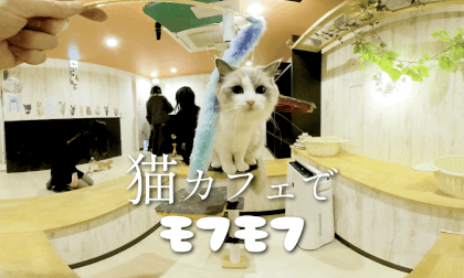 猫カフェでモフモフ|Mofumofu at the cat café VR Video 猫カフェでモフモフ|Mofumofu at the cat café VR