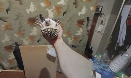 hedgehog