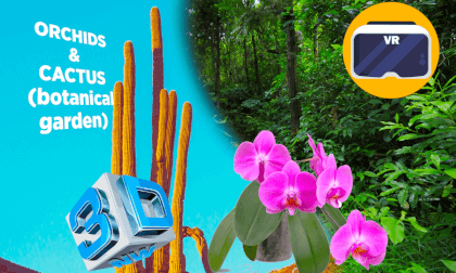 Orchids and cactus_SBS_180 VR Video Orchids and cactus_SBS_180 VR