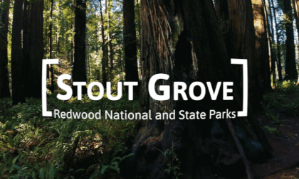 VR 360° Redwood National and State Parks - Stout Grove - 8k