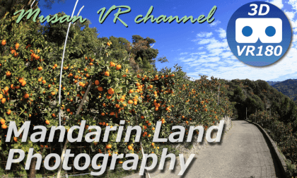 Mandarin Land photography VR Video Mandarin Land photography VR