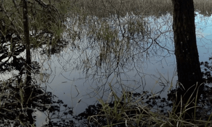 Water Ripples in a Marsh VR Video Water Ripples in a Marsh VR
