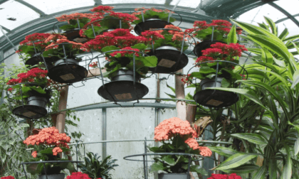 Butterfly in a tropical greenhouse_SBS_180 VR Video Butterfly in a tropical greenhouse_SBS_180 VR