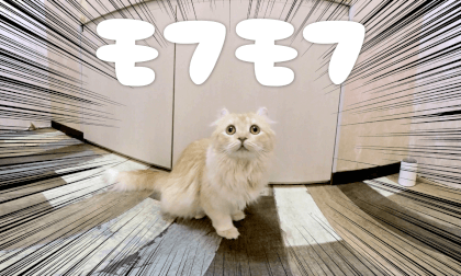 CAT CAFE2 | 猫カフェでモフモフ2 VR Video CAT CAFE2 | 猫カフェでモフモフ2 VR