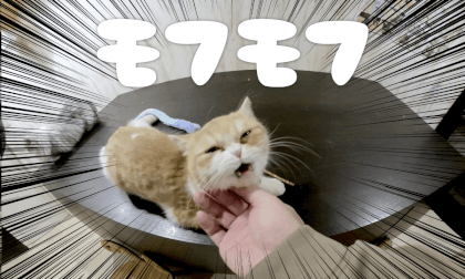 CAT CAFE 5 | 猫カフェでモフモフ 5 VR Video CAT CAFE 5 | 猫カフェでモフモフ 5 VR