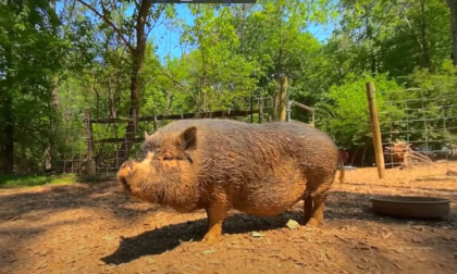 Visiting Whispering Rise Animal Sanctuary 2022 3D 180 VR Visiting Whispering Rise Animal Sanctuary 2022 3D 180 VR