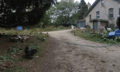 Halloween Photo shoot Behind the scenes with chickens - BTS - Wyldere - Grafton WI Halloween Photo shoot Behind the scenes with chickens - BTS - Wyldere - Grafton WI