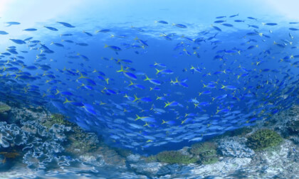 School of Yellowtail Fusilier fish circling in Fiji School of Yellowtail Fusilier fish circling in Fiji