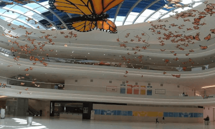 Mall of America MOA - Butterflies Mall of America MOA - Butterflies