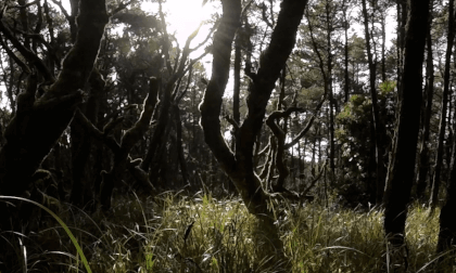 Sun Through the Pines VR Video Sun Through the Pines VR